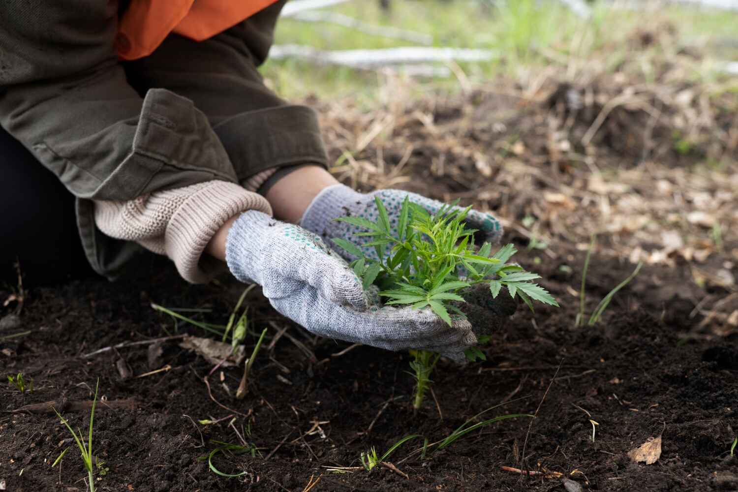 The Steps Involved in Our Tree Care Process in Stafford, TX